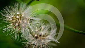 Wild dandelion flowers