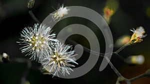 Wild dandelion flowers