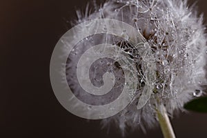 Wild dandelion flowers