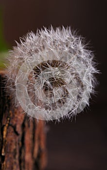 Wild dandelion flowers