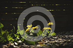 Wild dandelion flowers