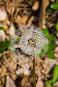 Wild Dandelion Gone to Seed - 2