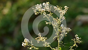 Wild dandelion and wind