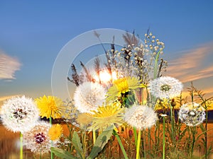 Wild dandelions flowers verbs and grass on meadow field at sunset nature landscape