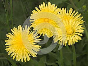 Wild dandelions in green grass