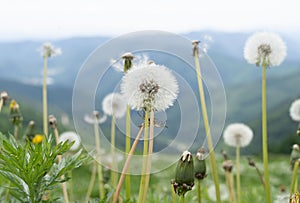 wild dandelions on the mountaion