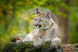 Wild danger animal in green vegetation. Big cat Cougar, Puma concolor, hidden portrait of dangerous animal with stone, USA. Wildli