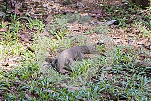 Wild dangerous waran walks on meadow, Malaysia