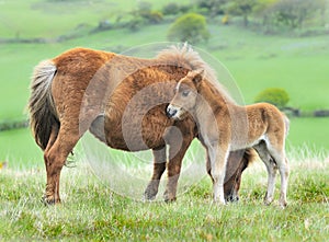 Wild Dartmoor foal and mother