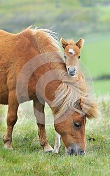 Wild Dartmoor mother and foal