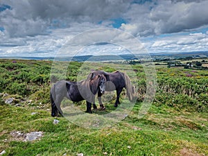 Wild Dartmoor Ponies on Dartmoor National Park Devon