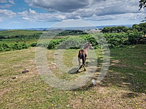 Wild Dartmoor Ponies on Dartmoor National Park Devon