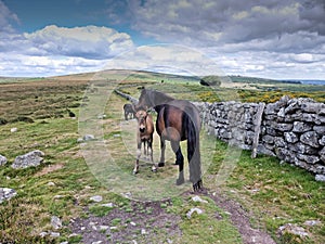 Wild Dartmoor Ponies on Dartmoor National Park Devon