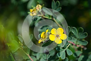 Wild Dasiphora fruticosa yellow flowers blossoms. Closeup shot.