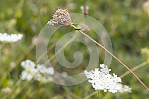 Wild Daucus Coratas, Ant is walking on,Floral Background