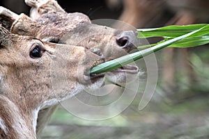 Wild Dear Eating