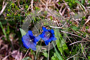 Wild, deep blue flowering gentian, Gentiana, on the forest floor