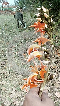Wild deep orange colored flower in the forest field.& x22;Forest fire & x22; flower.