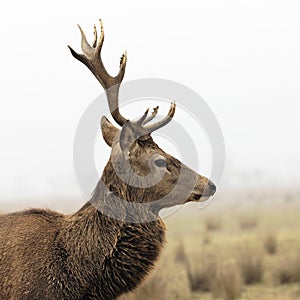 Wild deer