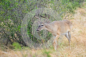 Wild Deer