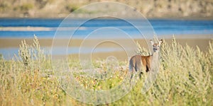 Wild Deer In Alberta River Valley