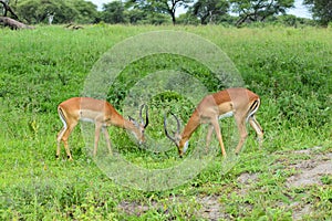 Wild deer and antelopes in the Tanzania National Wildlife Refuge in Africa. Wild free animals in the park.