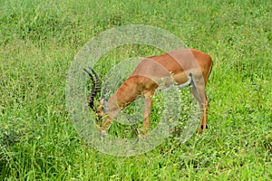 Wild deer and antelopes in the Tanzania National Wildlife Refuge in Africa. Wild free animals in the park.