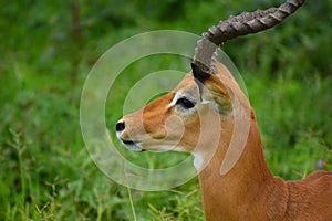 Wild deer and antelopes in the Tanzania National Wildlife Refuge in Africa. Wild free animals in the park.