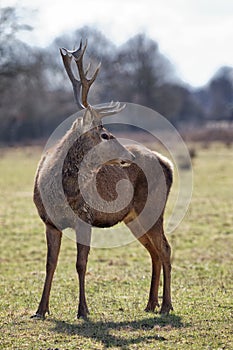 Wild deer in autumn