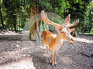 Wild Deer Buck standing in the forest