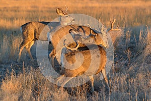 Group of Mule Deer Bucks Waking Up at Sunrise - Wild Deer on the