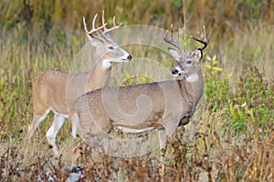 White-tailed Deer Bucks On The Move. Wild Deer on the High Plains of Colorado