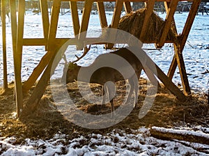 Wild deer eating hay in during snowy winter in Poland