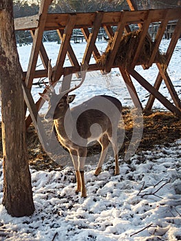 Wild deer eating hay in during snowy winter in Poland