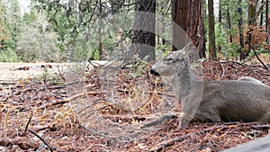 Wild deer family, Yosemite forest, California wildlife fauna, Doe, fawn or hind.