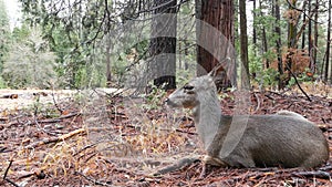 Wild deer family, Yosemite forest, California wildlife fauna, Doe, fawn or hind.