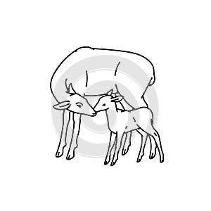 Wild deer female mother with baby fawn vector outline black white sketch illustration.