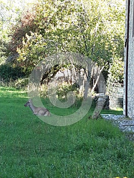 wild deer in the garden of a house in Abruzzo, this one from the town of villetta barrea