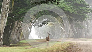 Wild deer grazing. Fawn animal, cypress trees tunnel or corridor in foggy forest