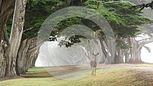 Wild deer grazing. Fawn animal, cypress trees tunnel or corridor in foggy forest