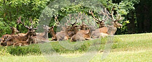 Wild deer group
