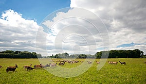 Wild deer herd in Dublin Phoenix Park