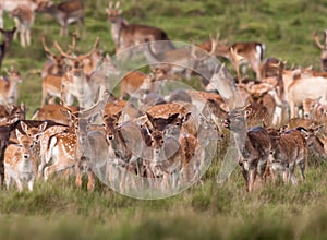 A wild deer herd roaming in the grass