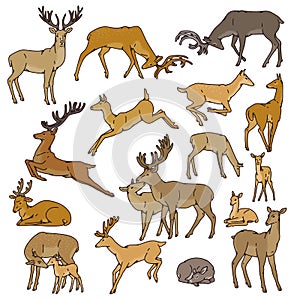 Wild deer herd vector set males and females with babies jump, sleep and in other poses. Outline sketch illustration