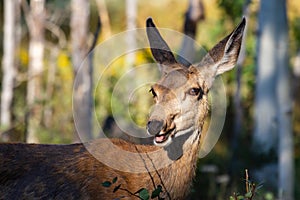 Wild Deer on the High Plains of Colorado - Mule Deeer Doe in the