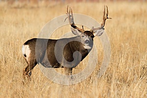 Wild Deer on the High Plains of Colorado - Mule Deer Buck