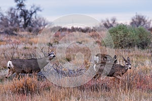 Wild Deer on the High Plains of Colorado - Mule Deer Buck Courting Two Doe