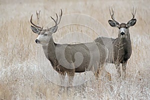 Wild Deer on the High Plains of Colorado - Two Mule Deer Bucks i