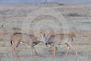 Wild Deer on the High Plains of Colorado. Young White-tailed Bucks