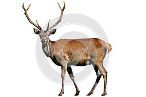 Wild deer with horns